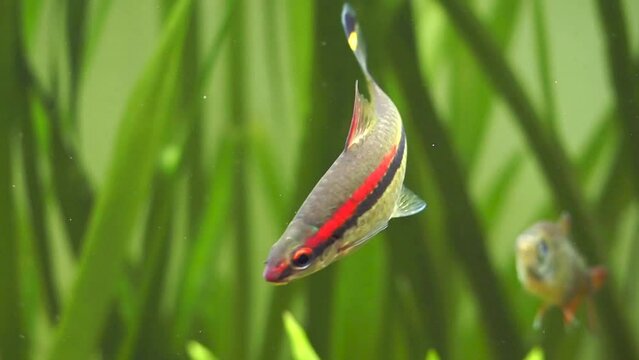 Denison barb (Sahyadria denisonii) swimming on a fish tank