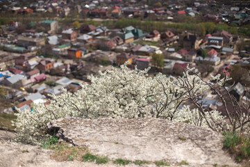 Flowering spring trees in the city. The concept of blooming spring, pollen, allergies.