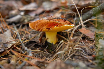 edible beautiful mushroom in the forest close-up