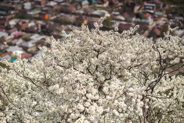 Flowering spring trees in the city. The concept of blooming spring, pollen, allergies.