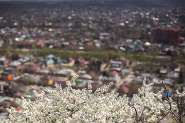 Flowering spring trees in the city. The concept of blooming spring, pollen, allergies.