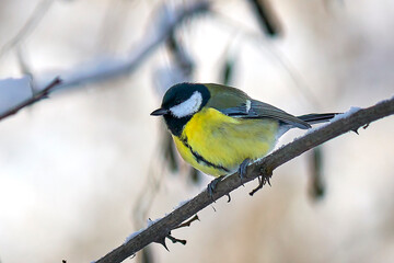 beautiful tit in winter on a tree branch