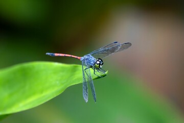 Scarlet grenadier dragonfly, Lathrecista asiatica