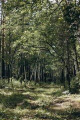 Walk in the forest in summer among beautiful greenery.
