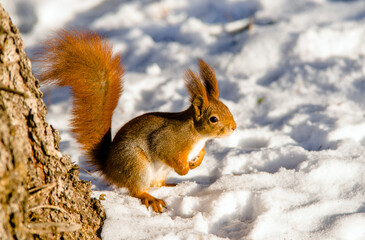 A red squirrel is sitting in the snow
