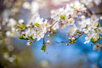 Cherry blossom branch in the garden in spring
