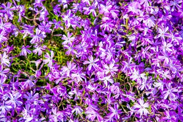 Obraz premium Natural background of small purple flowers