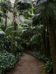 Obraz premium A pathway among exotic nature