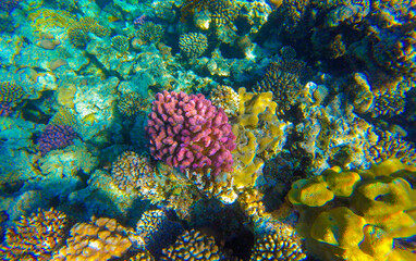 beautiful background with coral reef and fish