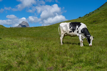 Fototapeta na wymiar Cow on the way to the Körbersee in the Hochtannberg Region, Arlberg, State of Vorarlberg, Austria. View to the Widderstein 