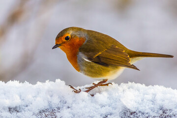 European robin (Erithacus rubecula)