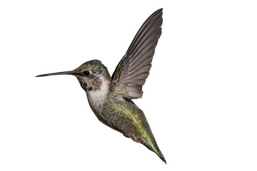 Fototapeta na wymiar Costa's Hummingbird (Calypte costae) Photo, in Flight on a Transparent Background