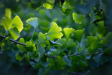 Ginkgo biloba tree at sunlight
