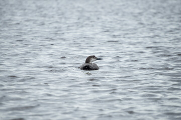 Common Loon Swimming Out Into The Bayou. Southeast Louisiana. February 2023.