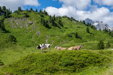 Cow Grazing, Arlberg Region. Hochtannberg, State of Voralberg, Austria