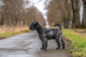 small black schnauzer on a walk on an alley in the park