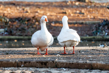 Two white wild geese with mirrored pose. Wild geese checking surroundings from a concrete island in the middle of a lake. Carol Park, Bucharest