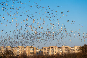 Thousands of gulls flying through the city of Bucharest near Youth Park.