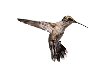 Anna's Hummingbird (Calypte anna) Photo, in Flight on a Transparent Background - 572076335