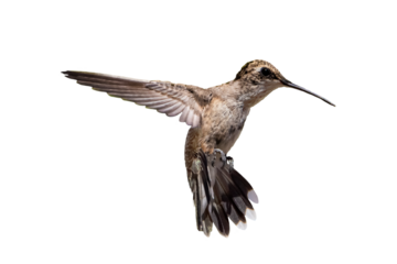 Anna's Hummingbird (Calypte anna) Photo, in Flight on a Transparent Background