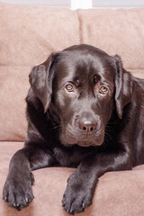 A dog of the Labrador retriever breed lies on a brown sofa. An animal, a pet at home.