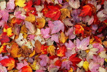 Autumn leaves on ground