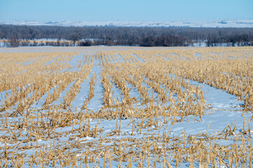 corn field in the snow