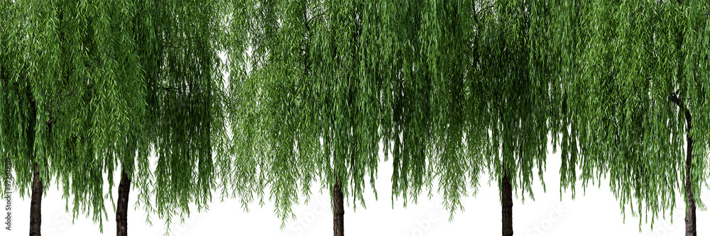 Poster daytime scene landscape element for 3d architectural visualization. weeping willow tree isolated on 