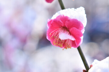 Plum Blossom in Winter (2022, Beijing China)