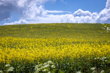 yellow rape field on the island of Rügen