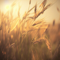 Wheat in the rays of the rising sun close-up. High quality illustration