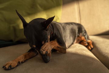 Miniature pinscher, black and tan, lying on the couch and looking away