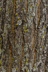 Wood bark of a tree trunk, coniferous. Vector wood texture background