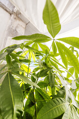 Leaves and branches of an aquatic pachira in an attic terrace