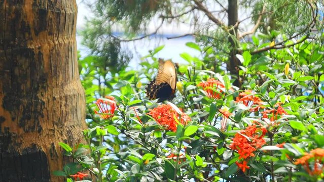 the monarch butterfly or common birdwing looks for nectar in red soka flowers in season