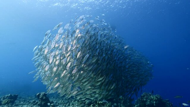 Seascape with schooling Mackerel fish in the coral reef of the Caribbean Sea