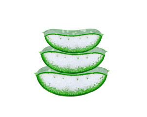 aloe vera isolated on the  transparent png