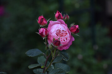 Rosa Chinensis in Summer (Beijing China)
