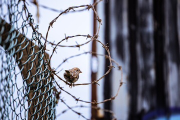 Sparrow on a barbed wire fence