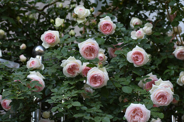 Rosa Chinensis in Summer (Beijing China)