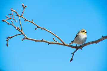 bird on a branch