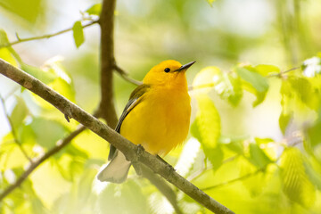 yellow bird