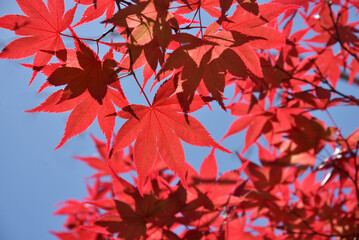 ノムラモミジ　紅葉