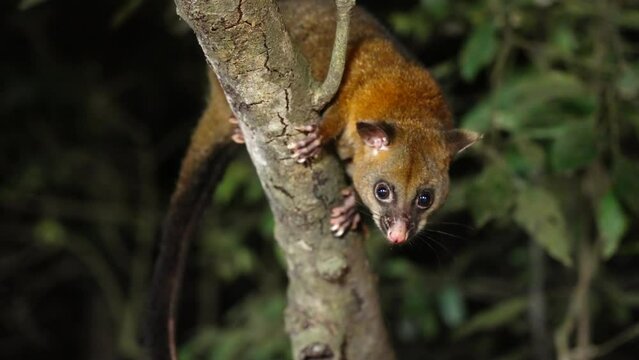 a close up night shot of a coppery brushtail possum in a rainforest tree at yungabuura of north qld, australia
