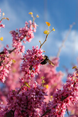 close up of bumble bee pollinating pink blossom tree, blurred background