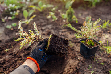 Planting lonicera pileata into soil. Gardener puts small seedling in hole dug out with shovel in...