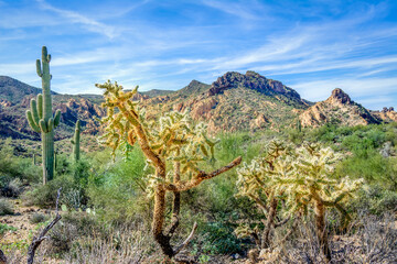 Fototapeta na wymiar Arizona Desert