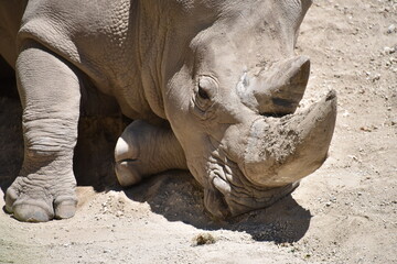 Obraz premium Rinoceronte al medio día