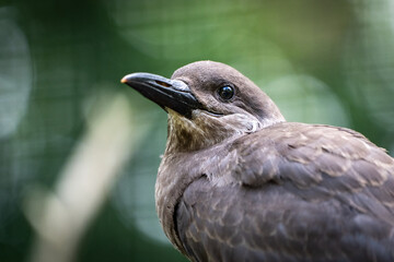 Inkaseeschwalbe im Portrait 