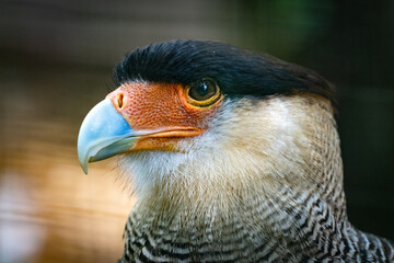 Ein toller Greifvogel 